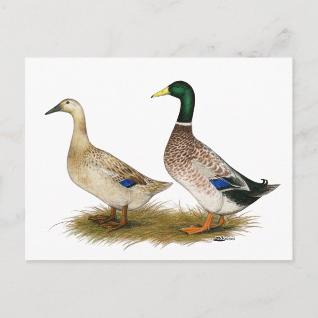 Carte Postale Canards :  Argent gallois (Devant)