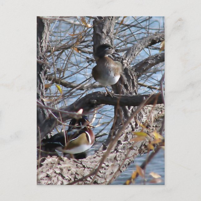 Carte Postale Canards branchus dans un arbre (Devant)