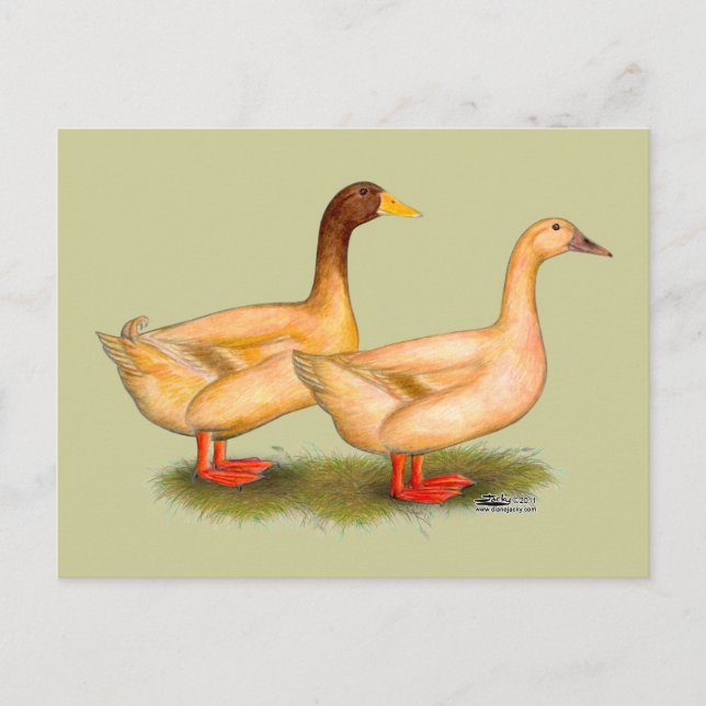 Carte Postale Canards : Buff Orpington (Devant)
