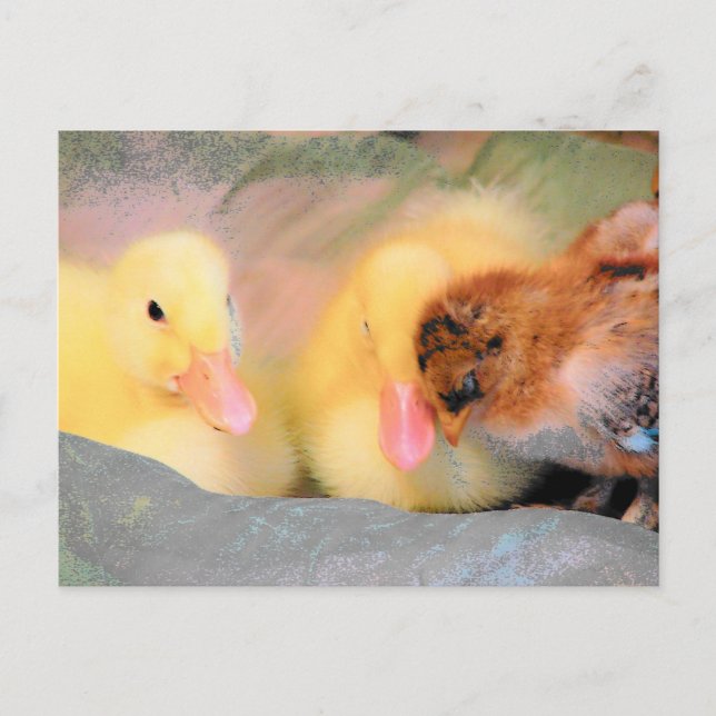 Carte Postale Canards caricaturaux et poussins (Devant)
