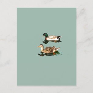 Carte Postale Canards colverts