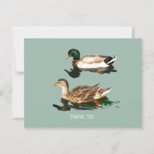 Carte Postale Canards colverts
