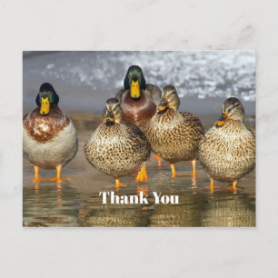 Carte Postale Canards colverts sauvages Photo Merci
