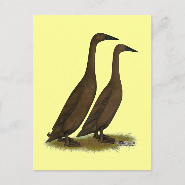Carte Postale Canards coureurs de chocolat (Devant)