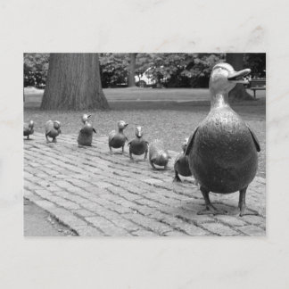 Carte Postale Canards dans le jardin public - Boston