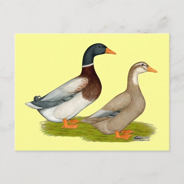 Carte Postale Canards de Saxe (Devant)