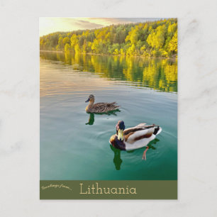 Carte Postale Canards en Vilnius Lituanie