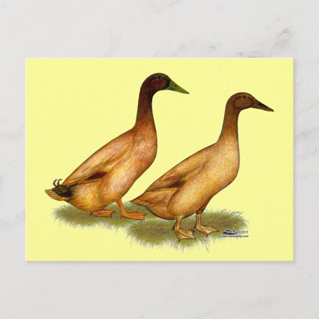 Carte Postale Canards : Khaki Campbell (Devant)