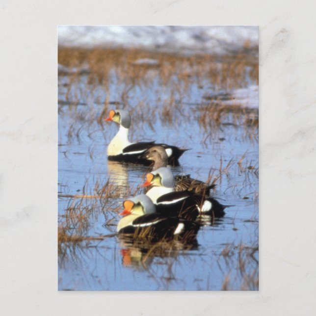 Carte Postale Canards King Eider (Devant)