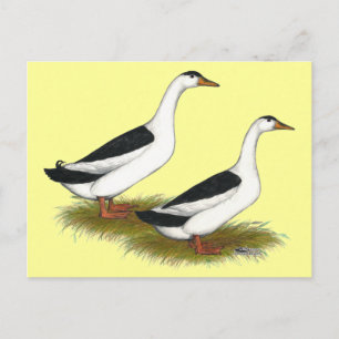 Carte Postale Canards :  Magpies noires