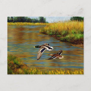 Carte Postale Canards-Majards Survolant L'Étang