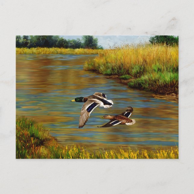 Carte Postale Canards-Majards Survolant L'Étang (Devant)