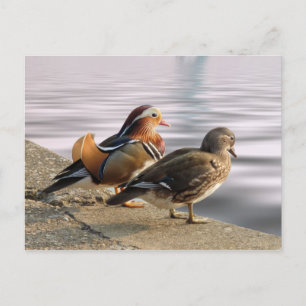 Carte Postale Canards mandarins