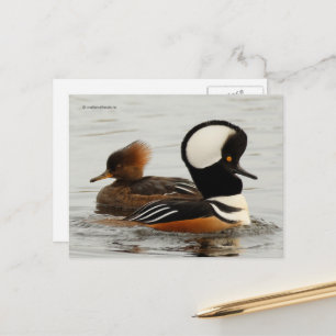 Carte Postale Canards Merganser à capuchon dans l'étang