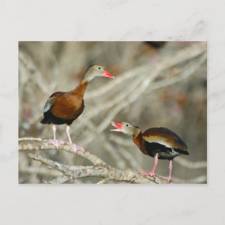 Carte Postale Canards sifflants à ventre noir