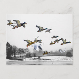Carte Postale Canards volants