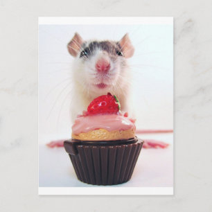 Carte Postale Candy Rat