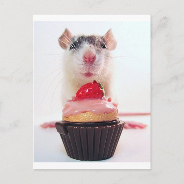 Carte Postale Candy Rat (Devant)
