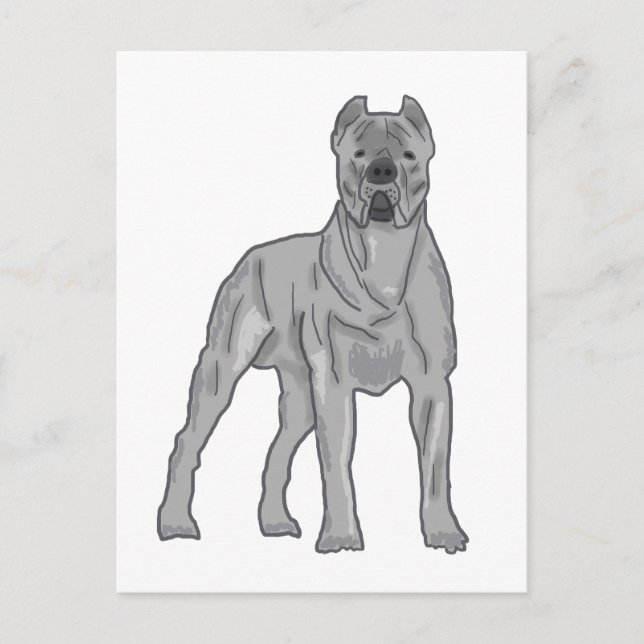 Carte Postale Cane Corso (Devant)
