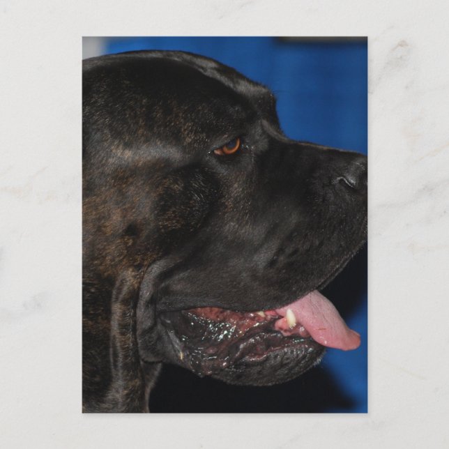 Carte postale Cane Corso Dog (Devant)