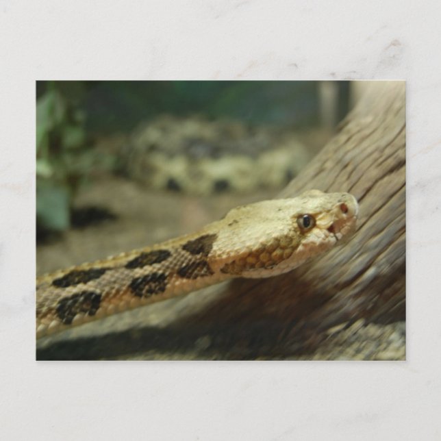 Carte postale Canefrein Rattlesnake (Devant)