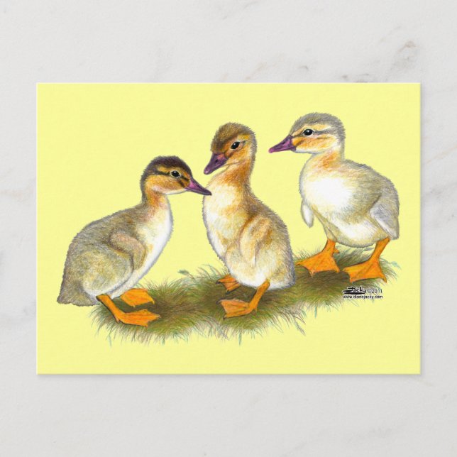 Carte Postale Canetons :  Buff Orpingtons (Devant)