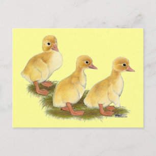 Carte Postale Canetons jaunes