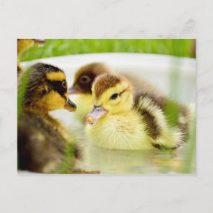 Carte Postale Canettes