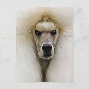 Carte Postale Caniche