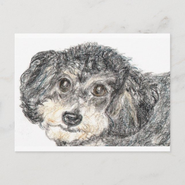 CARTE POSTALE CANICHE (Devant)