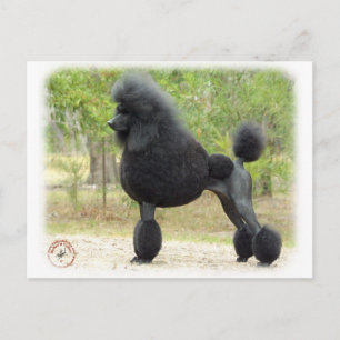 Carte Postale Caniche