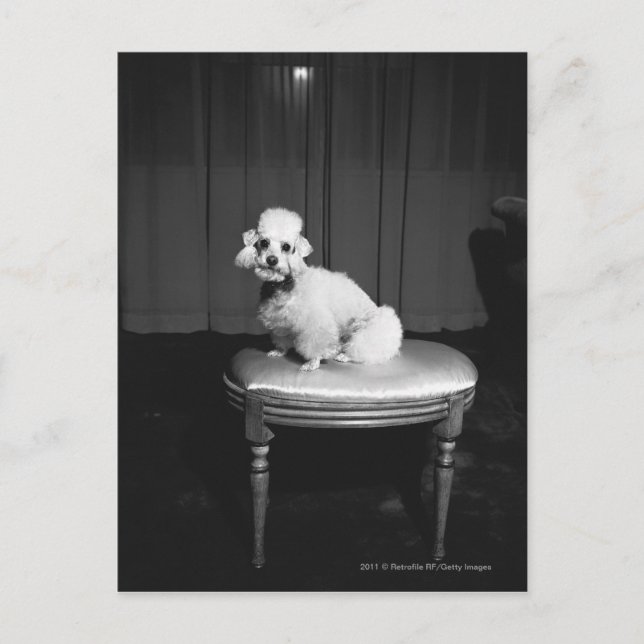 Carte Postale Caniche blanc assis sur le tabouret B&W (Devant)