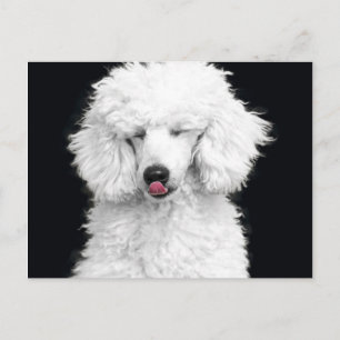 Carte Postale Caniche blanc idiot