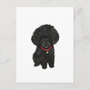 Carte Postale Caniche nain ou jouet - Noir 1
