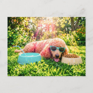 Carte Postale Caniche se relaxant dans l'herbe ensoleillée