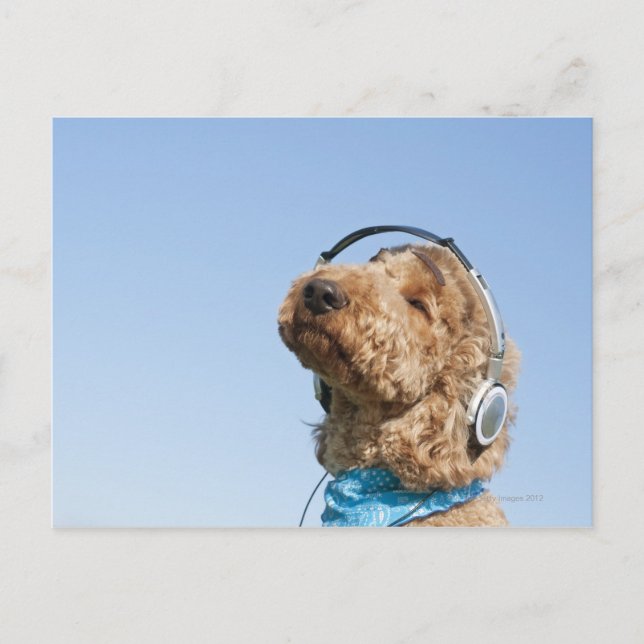 Carte Postale Caniche standard (Devant)