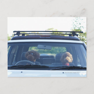 Carte Postale caniche standard 4