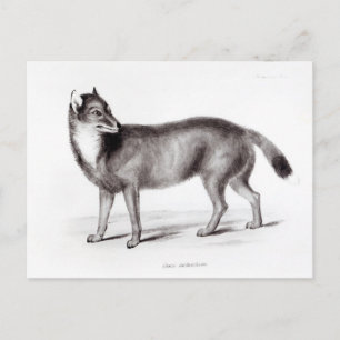 Carte Postale Canis Antarcticus
