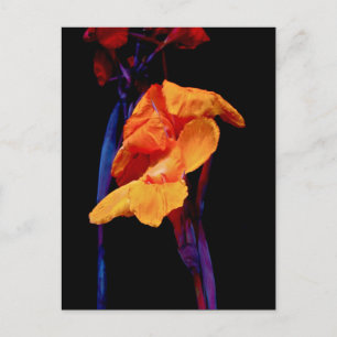 Carte Postale Cannas sur fond noir avec du bleu