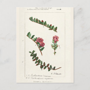 Carte Postale Canneberge d'Amérique (Macrocarpon de vaccin)