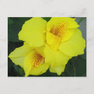 Carte Postale Cannes jaunes Cannes Cannes Lys Photo Fleur