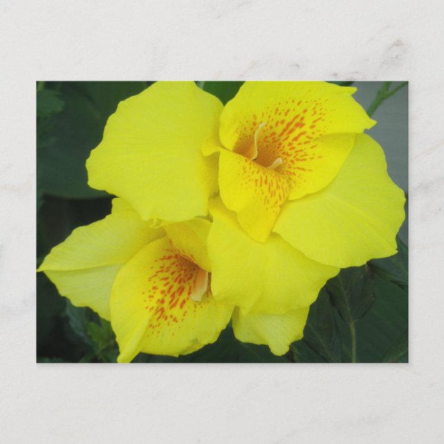 Carte Postale Cannes jaunes Cannes Cannes Lys Photo Fleur (Devant)
