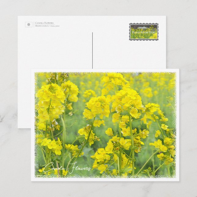 Carte Postale Canola Flowers (Devant / Derrière)
