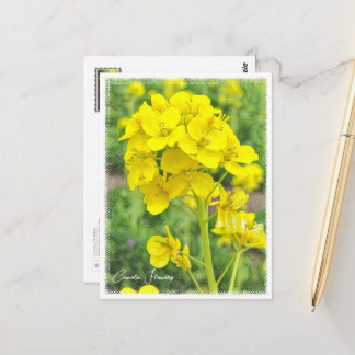Carte Postale Canola Flowers