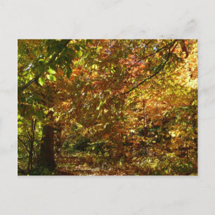 Carte Postale Canopée des Feuilles d'automne II Photographie d'a