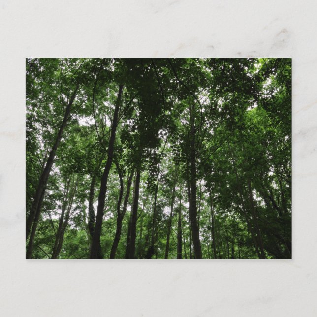Carte Postale Canopée forestière 02 (Devant)
