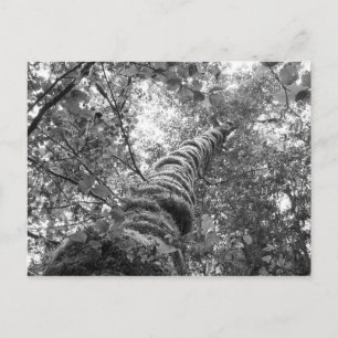 Carte postale Canopy (b&w)