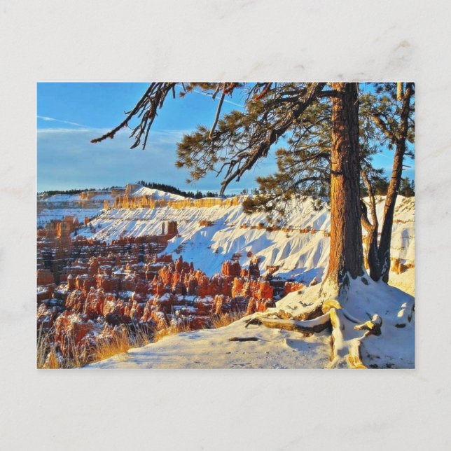 Carte Postale Canyon Hiver Pins De Neige Arbres Utah (Devant)