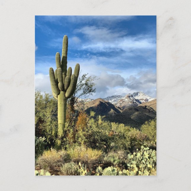 Carte Postale Canyon Saguaro Sabino Colonnes d'automne (Devant)