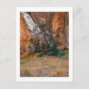 Carte Postale "Canyon View With Tree"